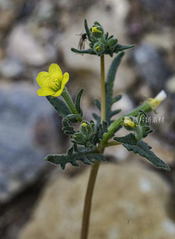 白门采莲(Mentzelia albicaulis)是洛桑科的一种开花植物，发现于死亡谷。